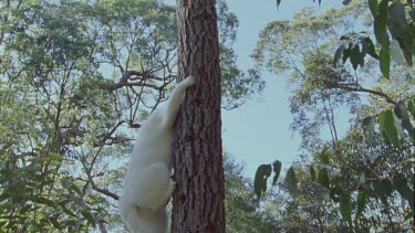 White Feral Cat climbing down a tree in a forest