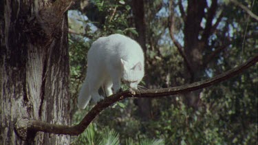 White Feral Cat on a branch in a forest