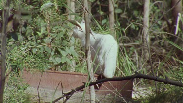 White Feral Cat exploring a forest