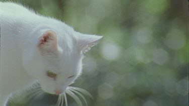 Close up of a White Feral Cat in a forest