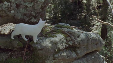 Close up of a White Feral Cat in a forest