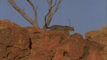 Feral Cat walking along boulders