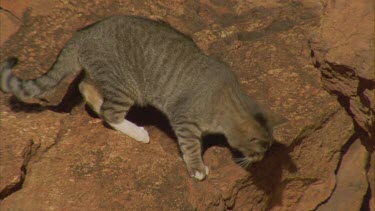Feral Cat walking through boulders