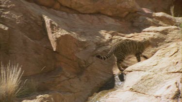 Feral Cat walking through boulders