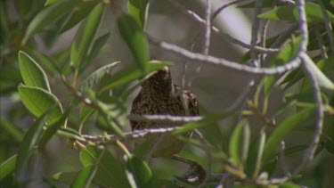 Western Bowerbird in a tree