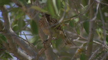 Western Bowerbird in a tree