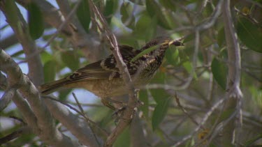 Western Bowerbird in a tree