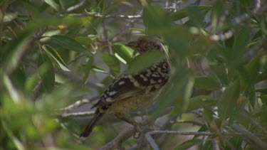 Western Bowerbird in a tree