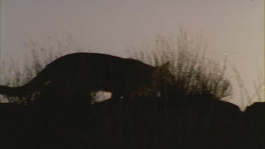 Silhouette of a Feral Cat prowling across a wall