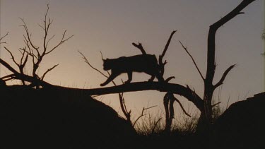Silhouette of a Feral Cat prowling across a tree branch
