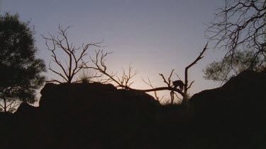 Silhouette of a Feral Cat prowling across a tree branch