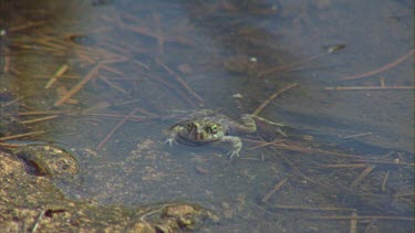 Australia frog swimming in a pond