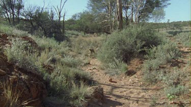 Feral Cat walking along a grassy path