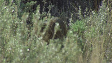 Feral Cat walking along a grassy path