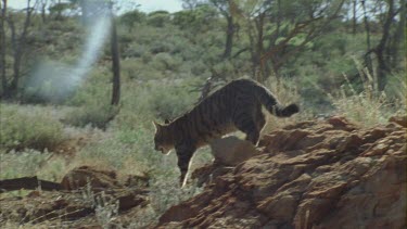 Feral Cat walking along a grassy path