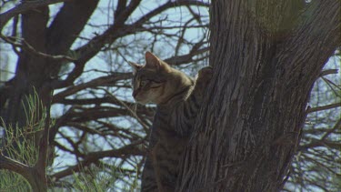 Feral Cat climbing a tree