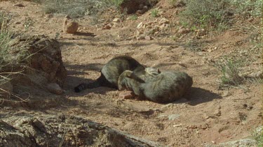 Feral Cats fighting on a dirt path