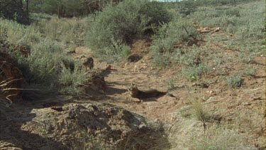 Feral Cats on a dirt path