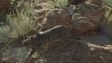 Feral Cat walking along a dirt path