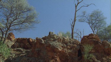 Feral Cat walking on a rock wall
