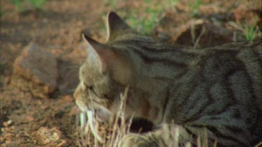 Feral Cat eating a fish