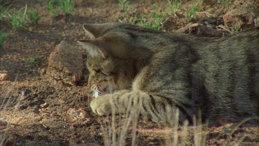 Feral Cat eating a fish