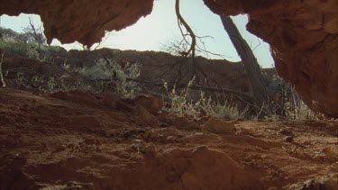 Feral Cat walking in a rock cave