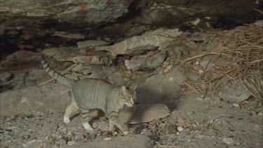 Feral Cat walking on a rocky path