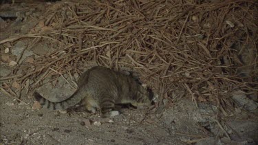 Feral Cat digging in a straw pile