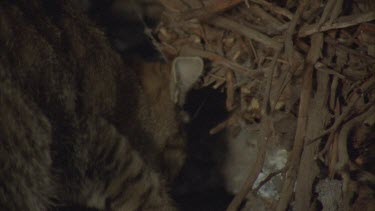 Feral Cat digging in a straw pile