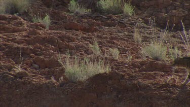 Zoomed in on a Feral cat walking along a rock wall