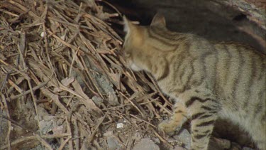 Feral cat checking out a straw mound
