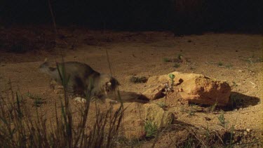 Feral cat hunting a Frog at night