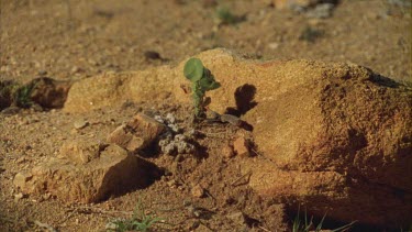 Small plant against desert rock