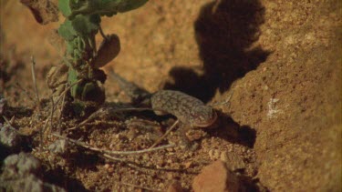 Marbled Gecko climbing a rock