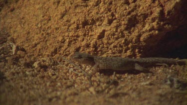 Gecko running in the dirt