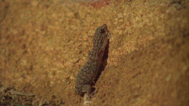 Gecko on a rock