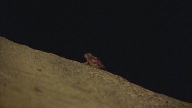 Frog sitting on a rock at night