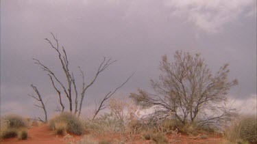 Misty desert landscape