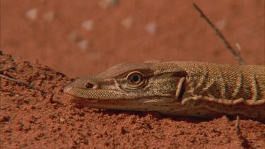 Close up of a Goanna lizard head