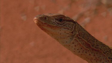 Close up of a Goanna lizard