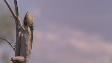 Dragon Lizard perched on a tree