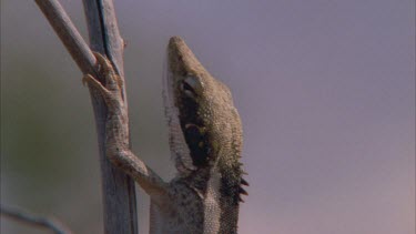 Dragon Lizard perched on a tree