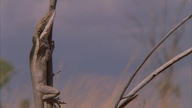 Dragon Lizard perched on a tree