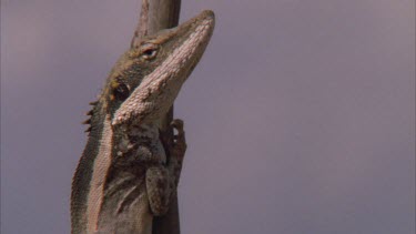 Dragon Lizard perched on a tree