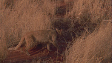 Feral Cat with a collar walking through tall grass