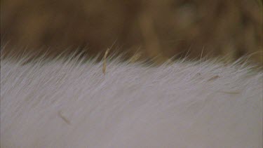 Close up white Feral Cat fur
