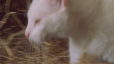 White Feral Cat walking through straw