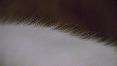 Close up white Feral Cat fur