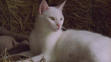 White Feral Cat lying in a straw den